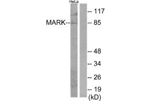 Western Blotting (WB) image for anti-MAP/microtubule Affinity-Regulating Kinase 1 (MARK1) (Internal Region) antibody (ABIN1850026) (MARK1 anticorps  (Internal Region))