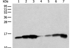 Western blot analysis of 293T cell PC-3 cell HEPG2 cell Mouse liver tissue lysates using CISD1 Polyclonal Antibody at dilution of 1:250 (CISD1 anticorps)