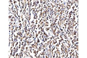 IHC analysis of NOLA1/GAR1 using anti-NOLA1/GAR1 antibody (ABIN7602076). (GAR1 anticorps  (AA 58-165))