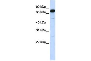 Western Blotting (WB) image for anti-Angiomotin (AMOT) antibody (ABIN2458106) (Angiomotin anticorps)