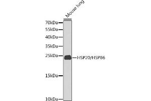 Western blot analysis of extracts of mouse lung, using HSP20/HSP20/HSPB6 antibody (ABIN6130465, ABIN6142057, ABIN6142059 and ABIN6225231) at 1:1000 dilution. (HSPB6 anticorps  (AA 1-160))