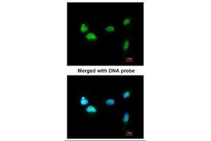 ICC/IF Image Immunofluorescence analysis of paraformaldehyde-fixed A549, using SCMH1, antibody at 1:200 dilution.