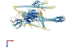 AlphaFold protein structure predicition of Human Recombinant KIF16B Protein, UniprotID Q96L93