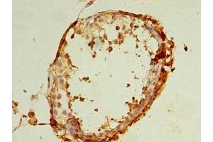Immunohistochemistry of paraffin-embedded human testis tissue using ABIN7167447 at dilution of 1:100
