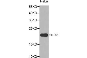 Western blot analysis of extracts of HeLa cells, using IL18 antibody (ABIN5970466) at 1/1000 dilution. (IL-18 anticorps)