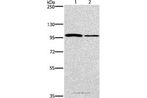 Western blot analysis of NIH/3T3 and A172 cell, using CARD14 Polyclonal Antibody at dilution of 1:800 (CARD14 anticorps)