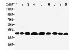 Western Blotting (WB) image for anti-Prohibitin (PHB) (AA 240-256), (C-Term) antibody (ABIN3044012)