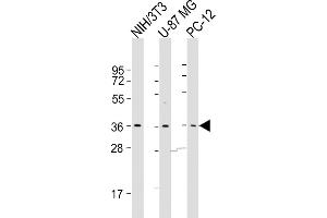 All lanes : Anti-COPS5 Antibody (Center) at 1:500-1:1000 dilution Lane 1: NIH/3T3 whole cell lysates Lane 2: U-87 MG whole cell lysates Lane 3: PC-12 whole cell lysates Lysates/proteins at 20 μg per lane. (COPS5 anticorps  (AA 187-222))