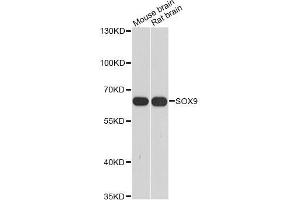 Western blot analysis of extracts of various cell lines, using SOX9 antibody (ABIN5998924) at 1/1000 dilution. (SOX9 anticorps)