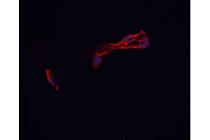 ABIN6276942 staining HepG2?