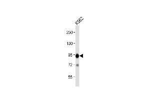 Anti-B-RAF Antibody  at 1:2000 dilution + K562 whole cell lysate Lysates/proteins at 20 μg per lane.