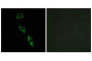 Immunofluorescence analysis of A549 cells, using ERAS antibody.