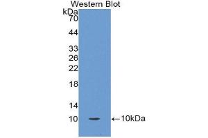 Western Blotting (WB) image for anti-Oncomodulin (OCM) (AA 1-109) antibody (ABIN1860097)