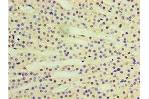 Immunohistochemistry of paraffin-embedded human adrenal gland tissue using ABIN7167365 at dilution of 1:100 (RAB6A anticorps  (AA 2-208))