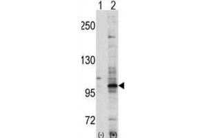 Western Blotting (WB) image for anti-EPH Receptor A7 (EPHA7) antibody (ABIN3003338) (EPH Receptor A7 anticorps)