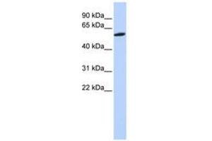 Image no. 1 for anti-Zinc Finger Protein 454 (ZNF454) (AA 108-157) antibody (ABIN6740479) (ZNF454 anticorps  (AA 108-157))