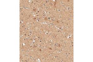 Immunohistochemical analysis of paraffin-embedded Human brain tissue using B performed on the Leica® BOND RXm.