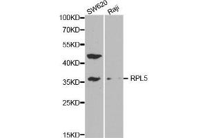Western blot analysis of extracts of various cell lines, using RPL5 antibody. (RPL5 anticorps  (AA 1-95))