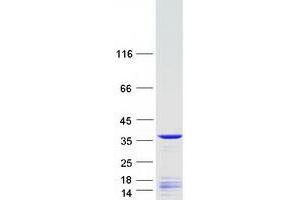 Validation with Western Blot (FRG1 Protein (Myc-DYKDDDDK Tag))