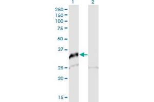 Western Blot analysis of SNAI2 expression in transfected 293T cell line by SNAI2 MaxPab polyclonal antibody. (SLUG anticorps  (AA 1-268))