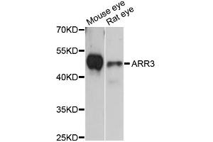 Western blot analysis of extracts of various cell lines, using ARR3 antibody (ABIN6292647) at 1:3000 dilution. (ARR3 anticorps)