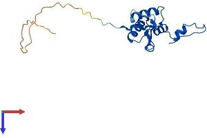 AlphaFold protein structure predicition of Mouse Recombinant Mrpl50 Protein, UniprotID Q8VDT9