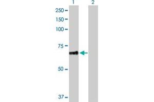 Western Blot analysis of PLEKHA8 expression in transfected 293T cell line by PLEKHA8 MaxPab polyclonal antibody.