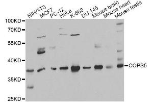 Western blot analysis of extracts of various cell lines, using COPS5 antibody (ABIN6291035) at 1:1000 dilution. (COPS5 anticorps)