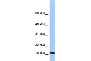 WB Suggested Anti-FAU Antibody Titration: 0. (FAU anticorps  (Middle Region))