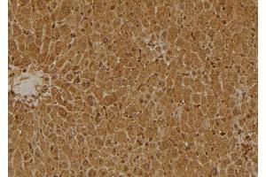 ABIN6275557 at 1/100 staining Mouse liver tissue by IHC-P.