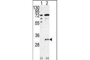 Western blot analysis of CTDSP1 (arrow) using CTDSP1- Antibody (C-term) (ABIN392888 and ABIN2842289). (CTDSP1 anticorps  (C-Term))