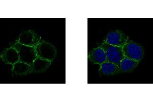 ICC/IF Image Caveolin 2 antibody detects Caveolin 2 protein at membrane by immunofluorescent analysis.