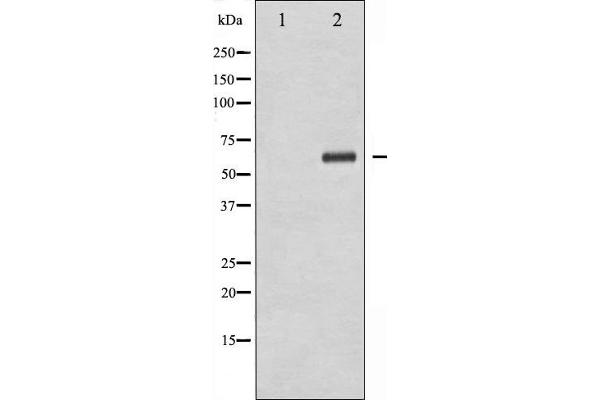 XIAP anticorps  (pSer87)