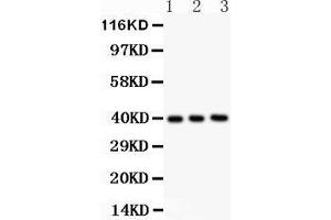 Anti- Fetuin A antibody, Western blotting All lanes: Anti FetuinA  at 0. (Fetuin A anticorps  (AA 19-345))