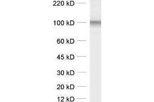 Western Blotting (WB) image for anti-Solute Carrier Family 6 (Neurotransmitter Transporter, Glycine), Member 5 (SLC6A5) (AA 1-229) antibody (ABIN1742533)