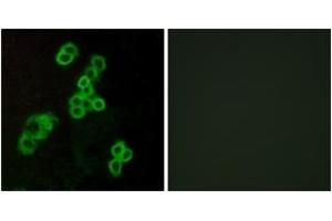 Immunofluorescence analysis of MCF7 cells, using EDG2 Antibody. (BUD31 anticorps  (AA 5-54))