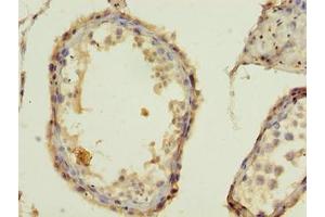 Immunohistochemistry of paraffin-embedded human testis tissue using ABIN7155653 at dilution of 1:100