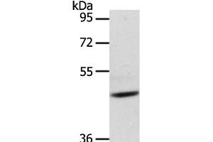 Western Blot analysis of Mouse heart tissue using ADIPOR1 Polyclonal Antibody at dilution of 1:200 (Adiponectin Receptor 1 anticorps)