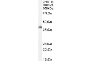 ABIN184709 staining (2µg/ml) of Human Cerebellum lysate (RIPA buffer, 35µg total protein per lane). (DKK3 anticorps  (C-Term))