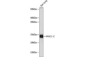 Western blot analysis of extracts of Rat lung, using MUC1 antibody (ABIN7268687) at 1:1000 dilution. (MUC1 anticorps)