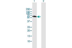 Western Blot analysis of HCK expression in transfected 293T cell line by HCK MaxPab polyclonal antibody. (HCK anticorps  (AA 1-505))