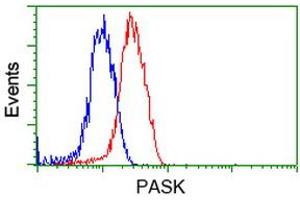 Image no. 8 for anti-PAS Domain Containing Serine/threonine Kinase (PASK) antibody (ABIN1500032) (PASK anticorps)