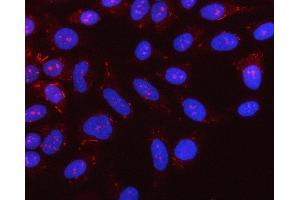 IF analysis of NLRX1 using anti-NLRX1 antibody (ABIN7602716). (NLRX1 anticorps  (AA 98-874))