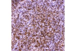 Anti-RUNX1/AML1 Picoband antibody ,  IHC(P): Rat Thymus Tissue (RUNX1 anticorps  (Middle Region))