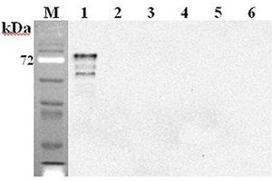 Western blot analysis using anti-DLL1 (mouse), mAb (D1L357-1-4)  at 1:2'000 dilution. (DLL1 anticorps)