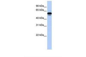 Image no. 1 for anti-Retinoid X Receptor, alpha (RXRA) (AA 38-87) antibody (ABIN6737742)