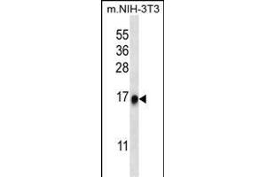 RPL35 Antibody (C-term) (ABIN656883 and ABIN2846083) western blot analysis in mouse NIH-3T3 cell line lysates (35 μg/lane). (RPL35 anticorps  (C-Term))