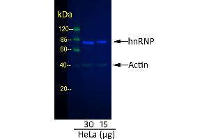 Western Blotting (WB) image for Goat anti-Rabbit IgG (Heavy & Light Chain) antibody (DyLight 800) - Preadsorbed (ABIN7446883)