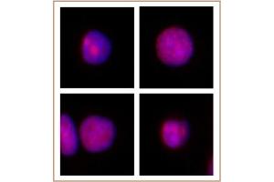 XRCC1 antibody (pAb) tested by Immunofluorescence.