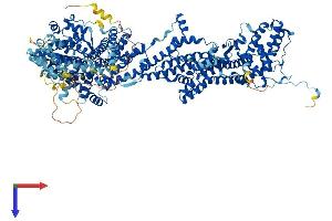 AlphaFold protein structure predicition of Human Recombinant CYFIP2 Protein, UniprotID Q96F07